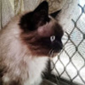 Meet your Posher, Lil